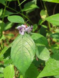 Strobilanthes ciliatus(Strobilanthes ciliatus Nees)